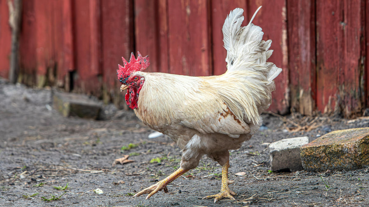 Coq blanc