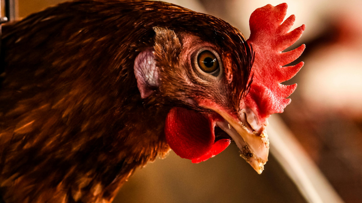 Tête de poule